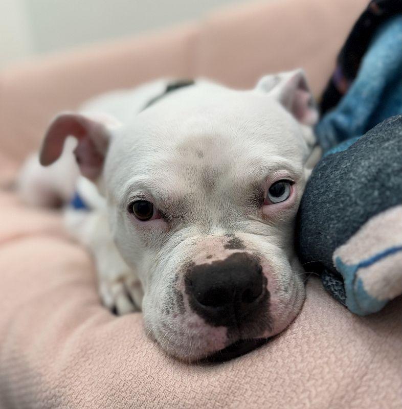 Enlarge Winter, a ADOPTABLE Pit Bull Terrier in Berkeley, CA image 2/5