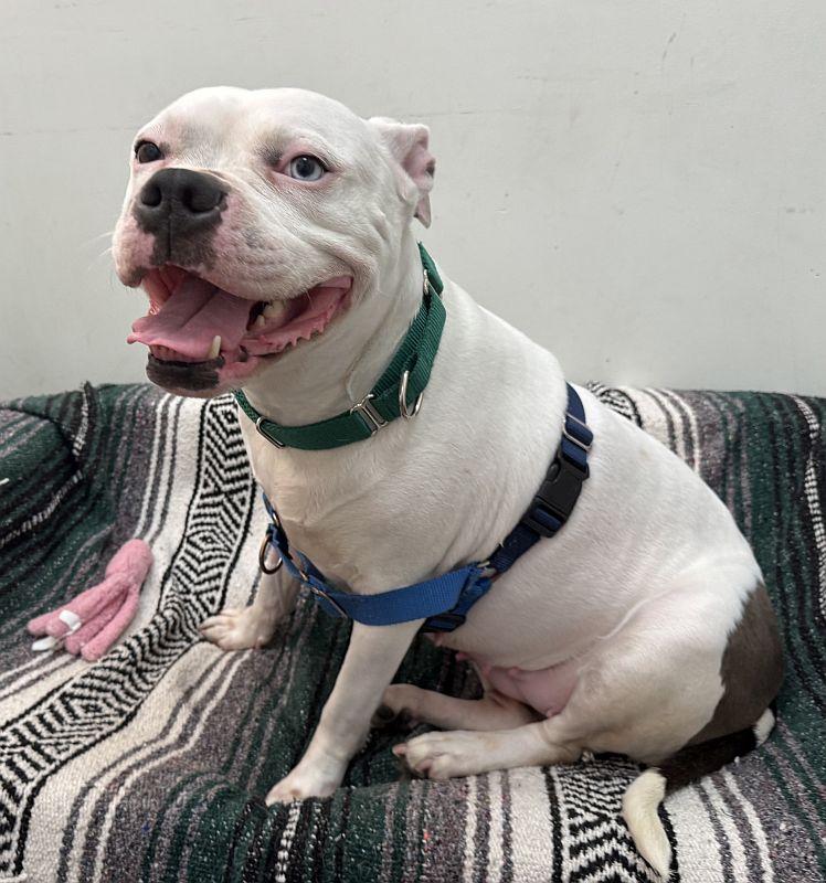 Enlarge Winter, a ADOPTABLE Pit Bull Terrier in Berkeley, CA image 4/5