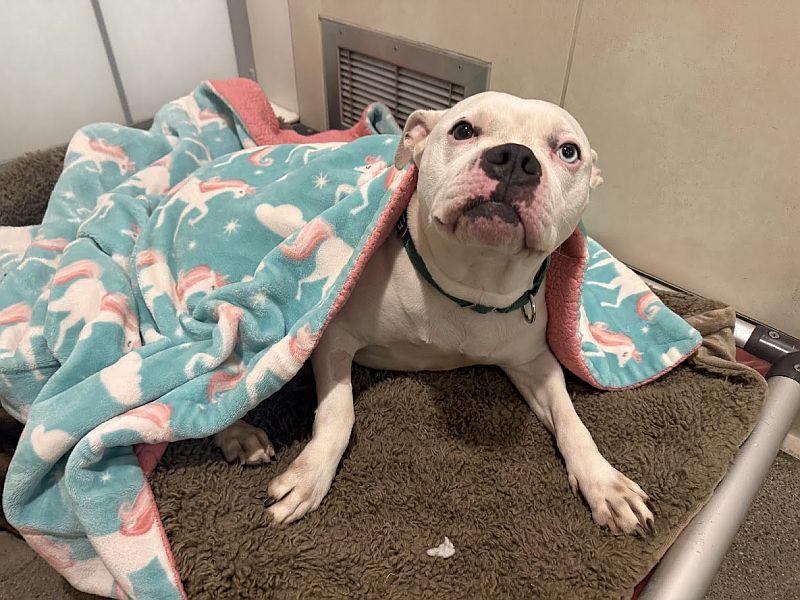 Enlarge Winter, a ADOPTABLE Pit Bull Terrier in Berkeley, CA image 5/5