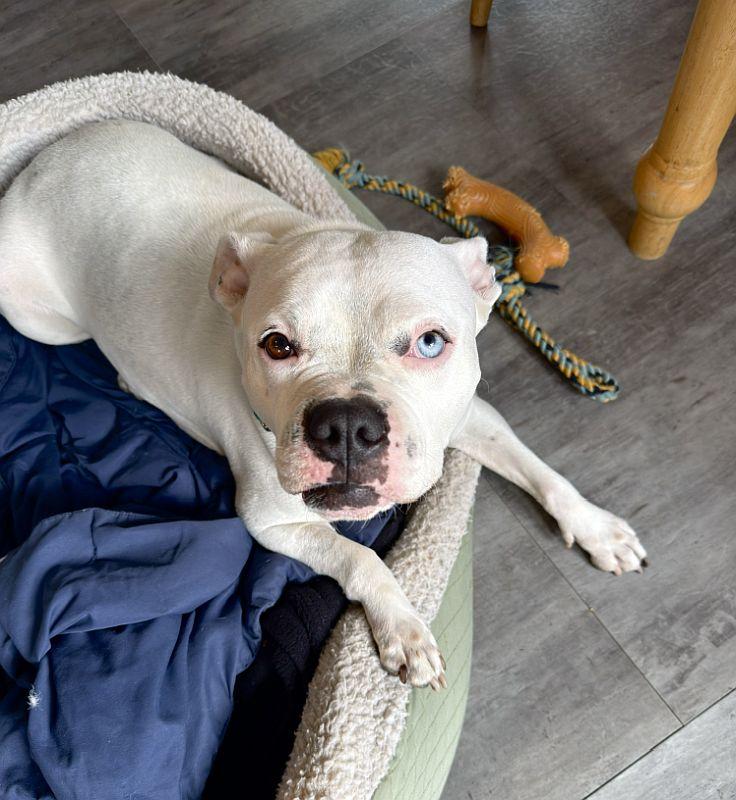 Enlarge Winter, a ADOPTABLE Pit Bull Terrier in Berkeley, CA image 2/6