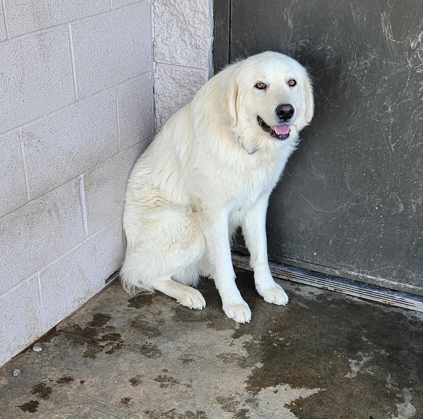 Enlarge Belle , a ADOPTABLE mixed breed in Siloam Springs, AR image 1/2
