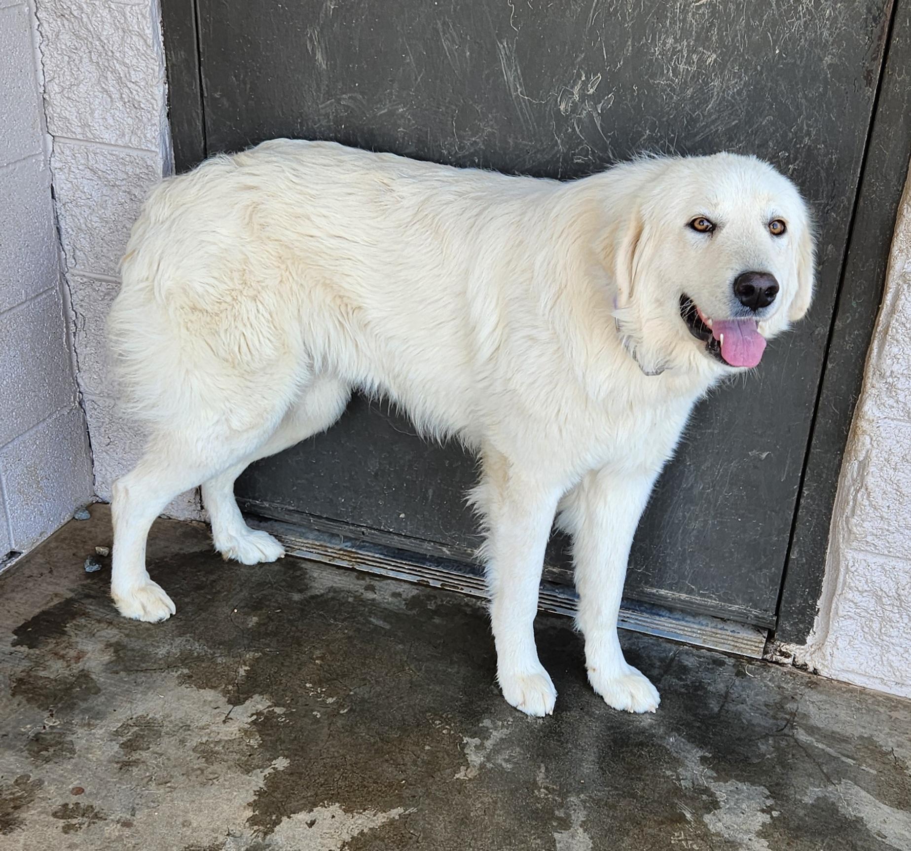 Enlarge Belle , a ADOPTABLE mixed breed in Siloam Springs, AR image 2/2