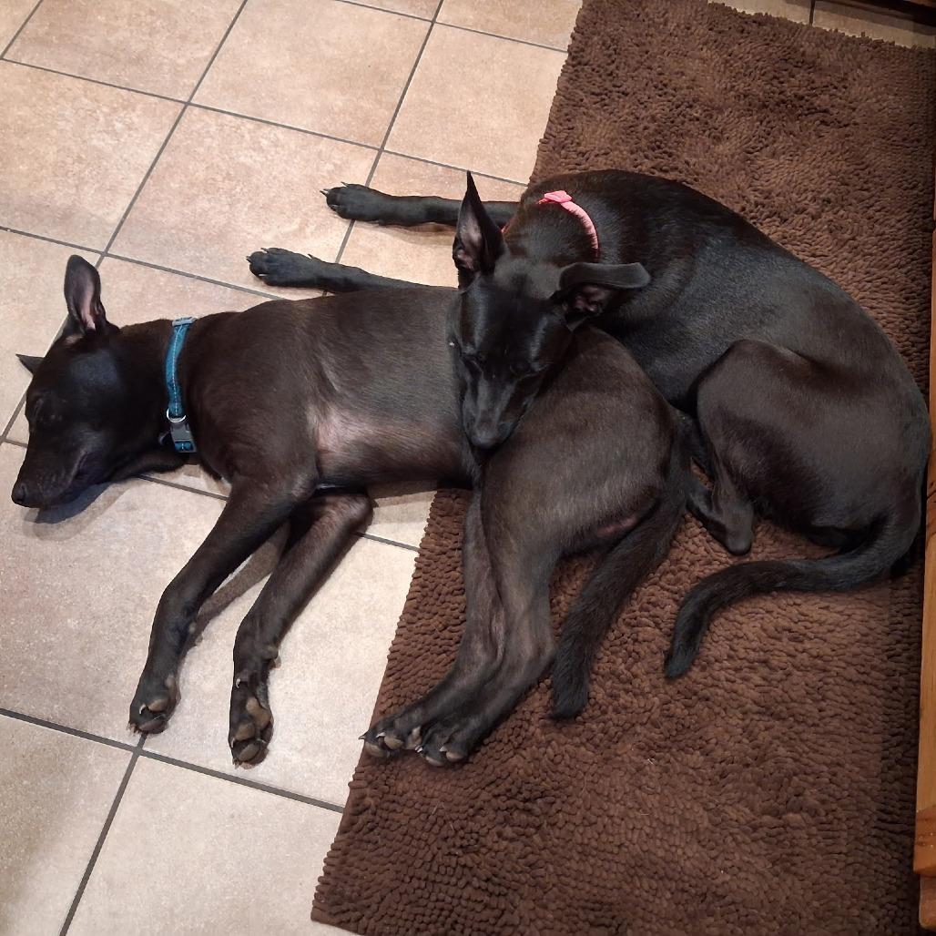 Lucky (Midnight Duo), Adoptable, Young Male Belgian Shepherd / Malinois & Mixed Breed.