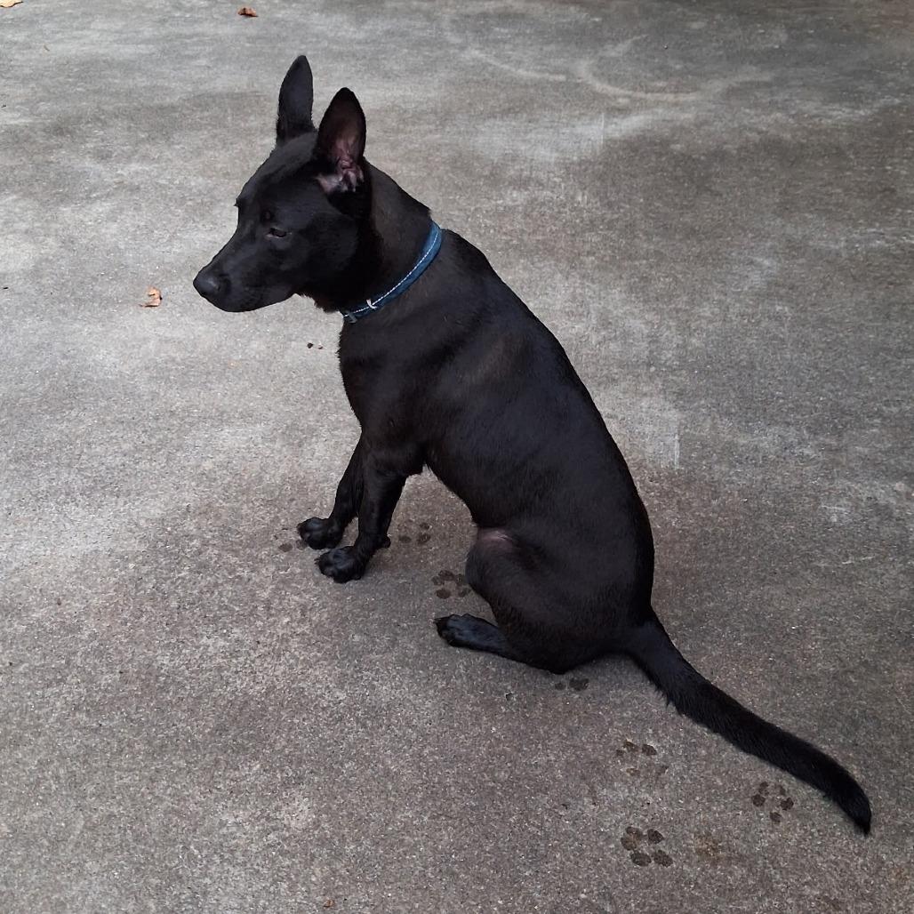 Lucky (Midnight Duo), a Adoptable mixed breed in Lenoir, NC image 2/3