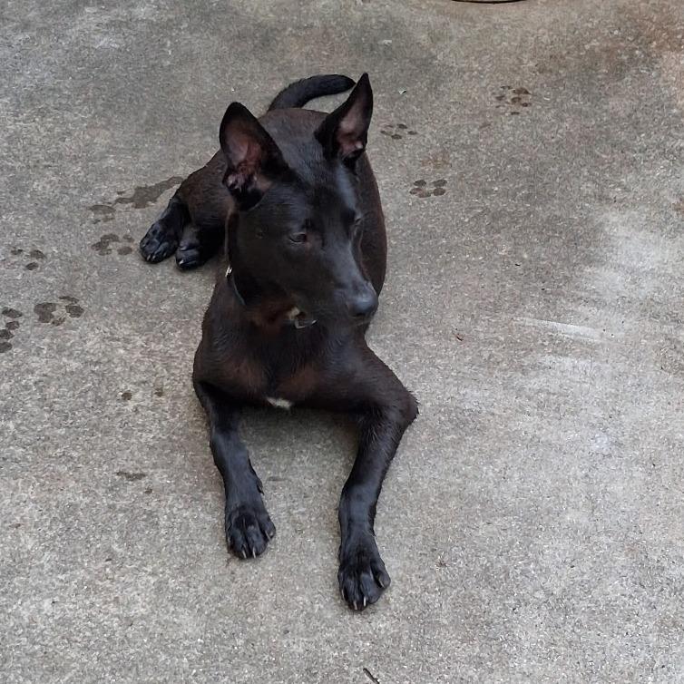 Lucky (Midnight Duo), a Adoptable mixed breed in Lenoir, NC image 3/3