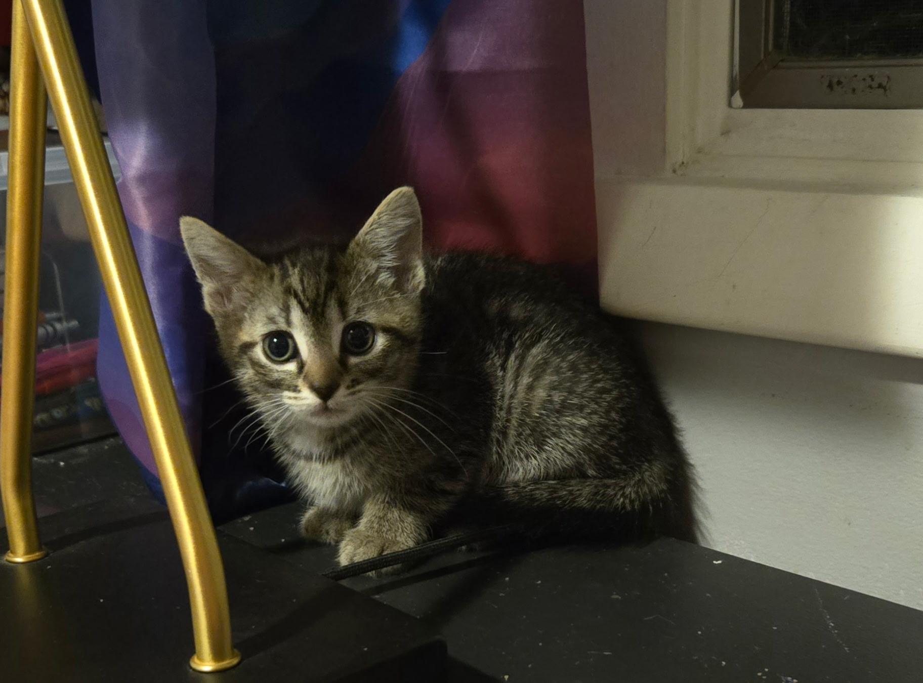 Sushi, adopted, Kitten Female Domestic Short Hair.