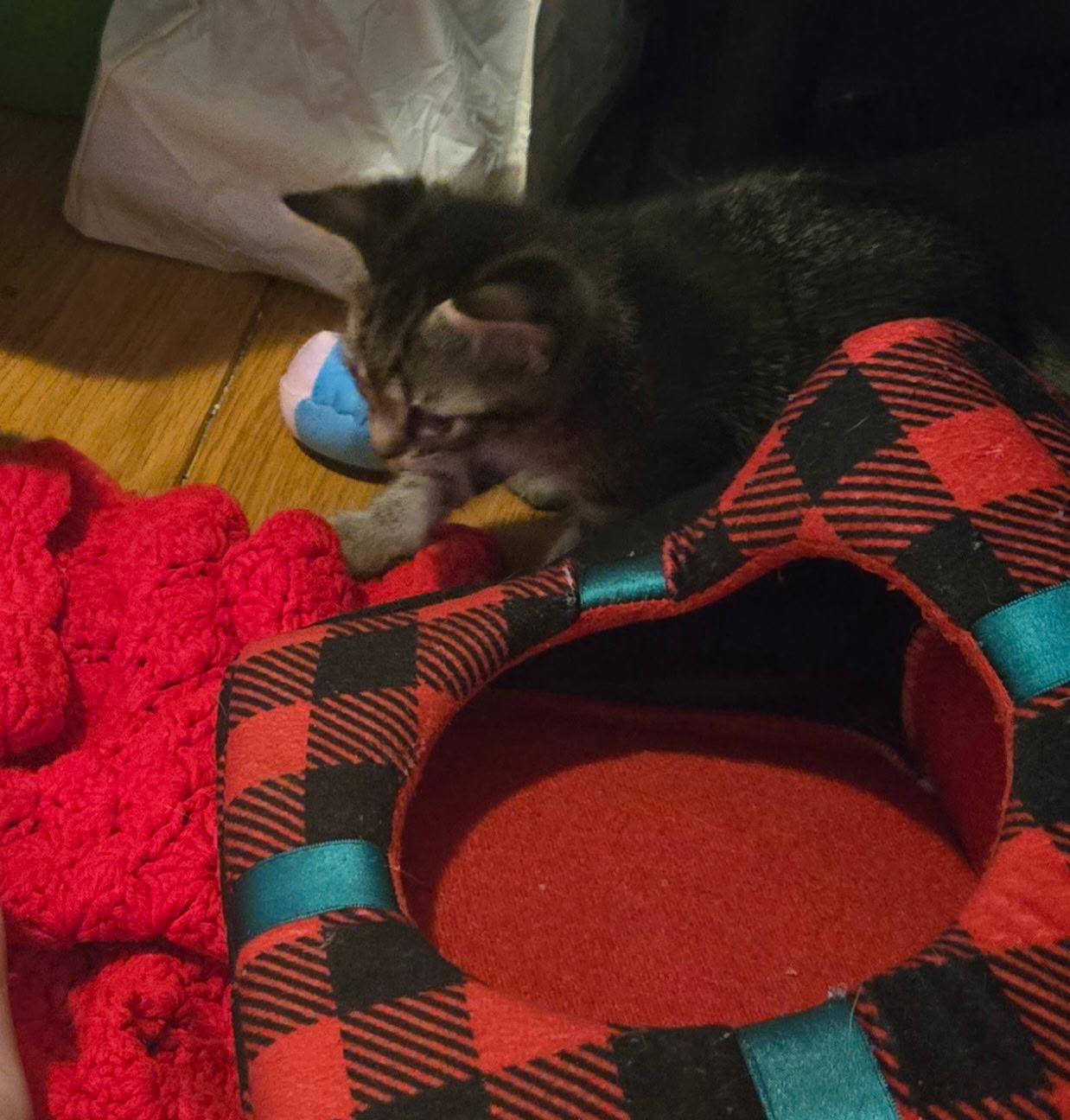 Sushi, an adopted mixed breed in Succasunna, NJ image 2/4