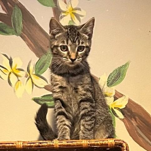 Enlarge Bardot26, a Adoptable mixed breed in Youngsville, NC image 4/4