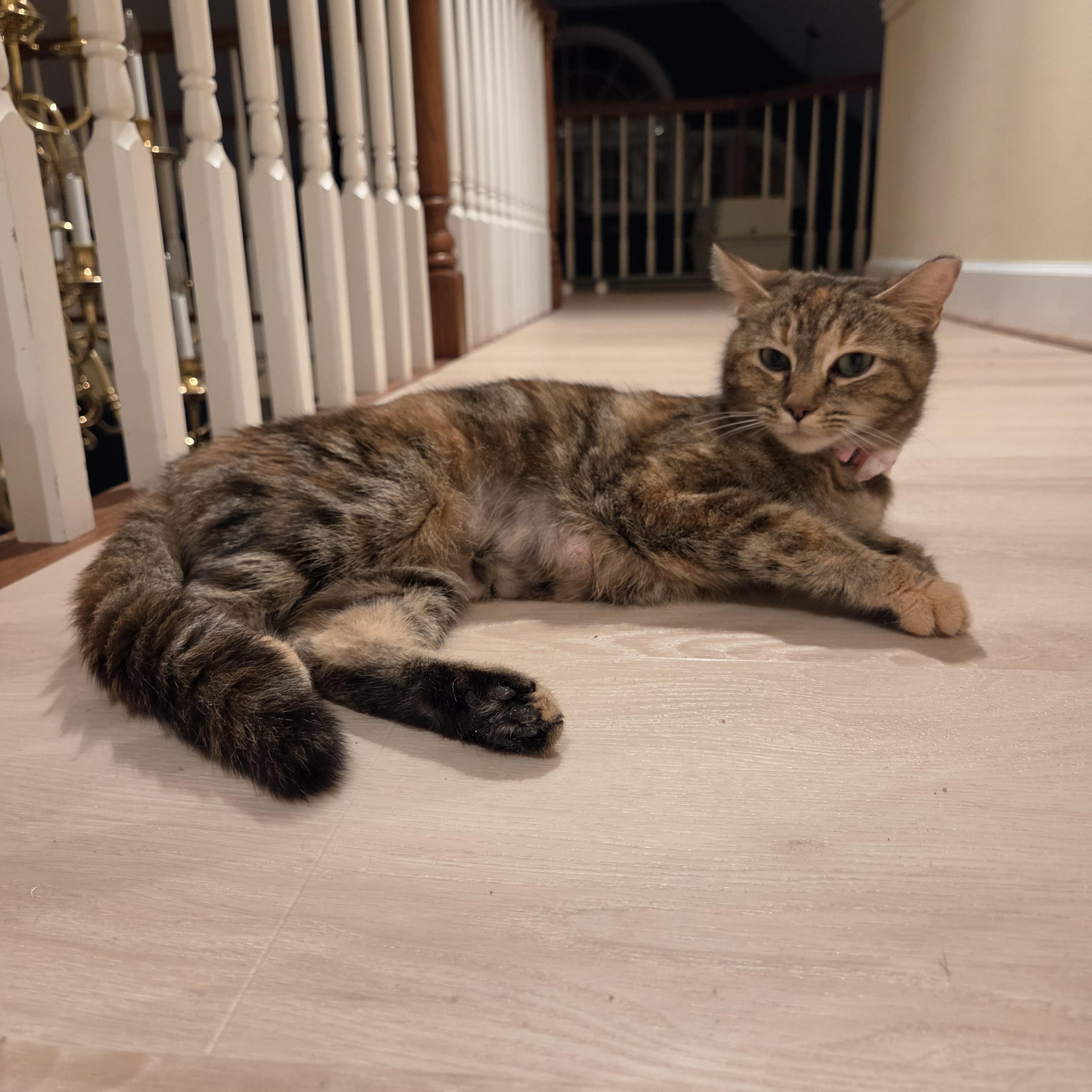 Nebula, a ADOPTABLE Domestic Short Hair in Fort Oglethorpe, GA image 2/6