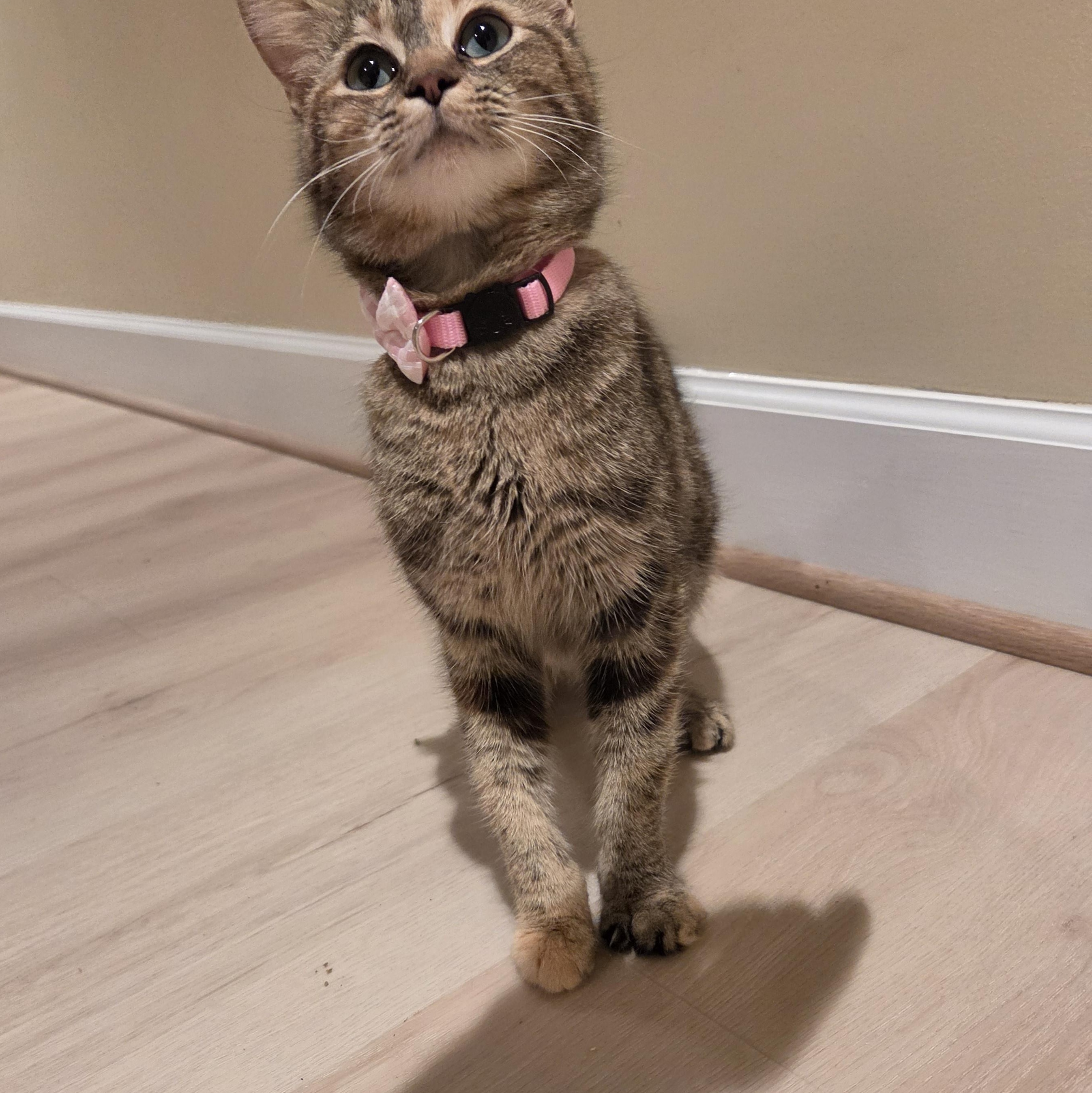 Nebula, a ADOPTABLE Domestic Short Hair in Fort Oglethorpe, GA image 5/6