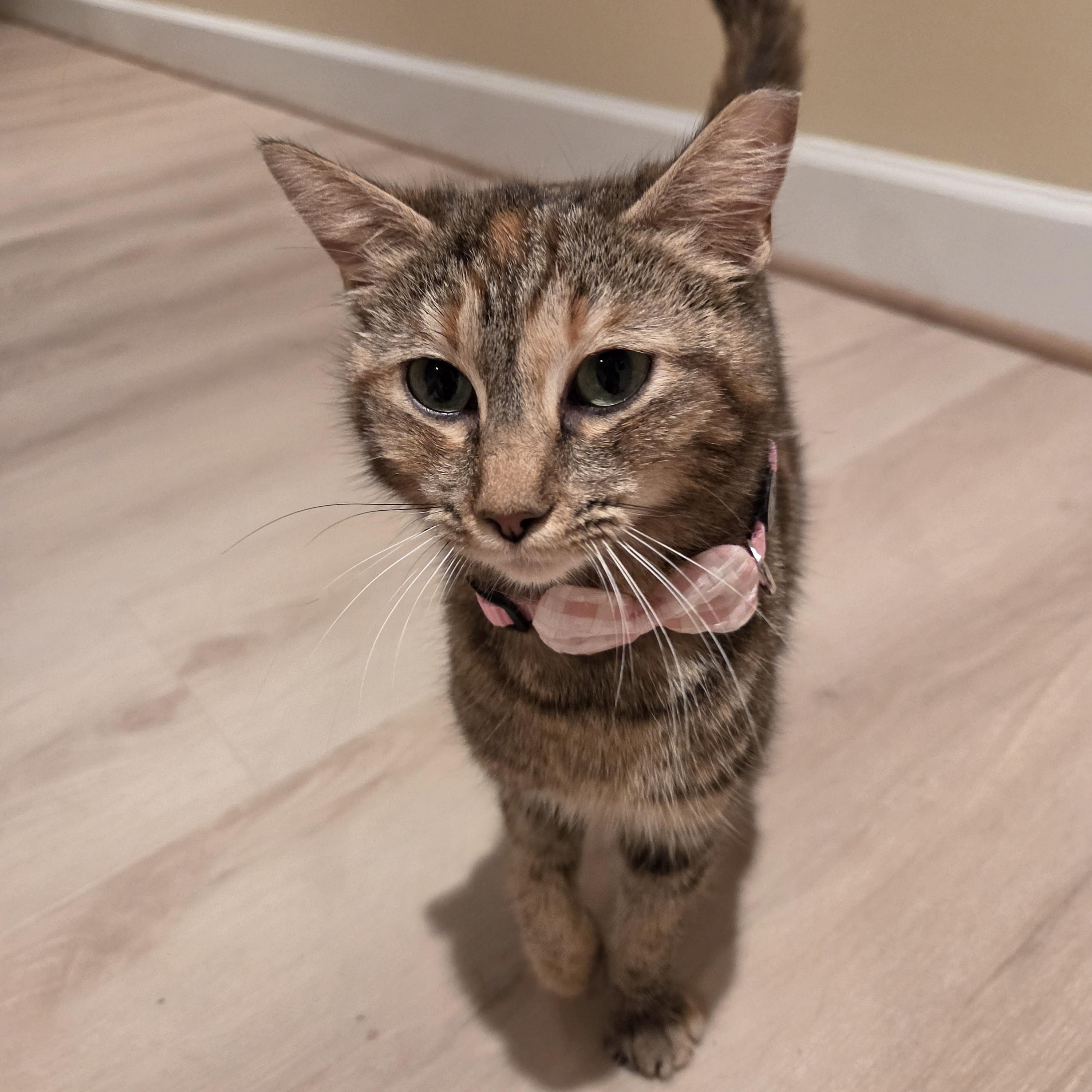 Nebula, a ADOPTABLE Domestic Short Hair in Fort Oglethorpe, GA image 1/6