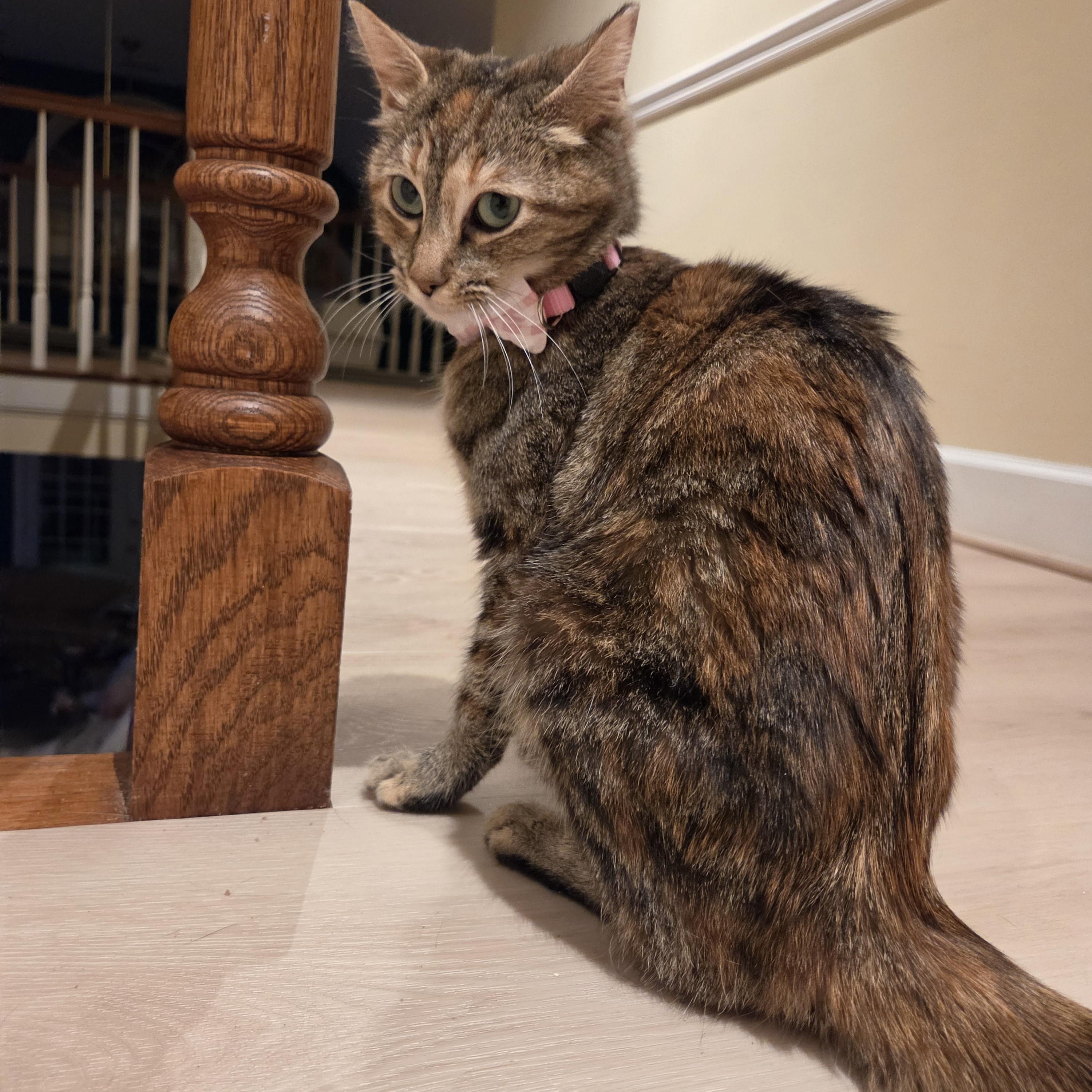 Nebula, a ADOPTABLE Domestic Short Hair in Fort Oglethorpe, GA image 4/6