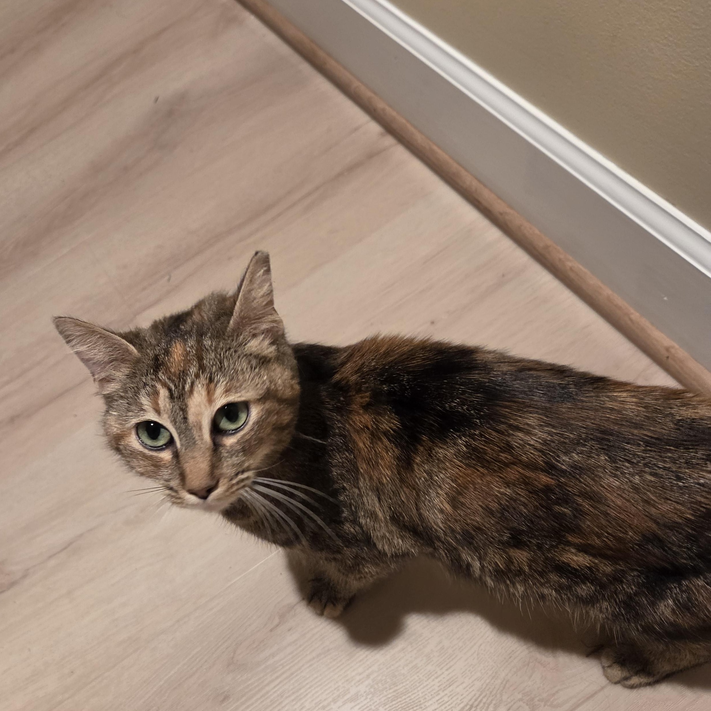 Nebula, a ADOPTABLE Domestic Short Hair in Fort Oglethorpe, GA image 6/6