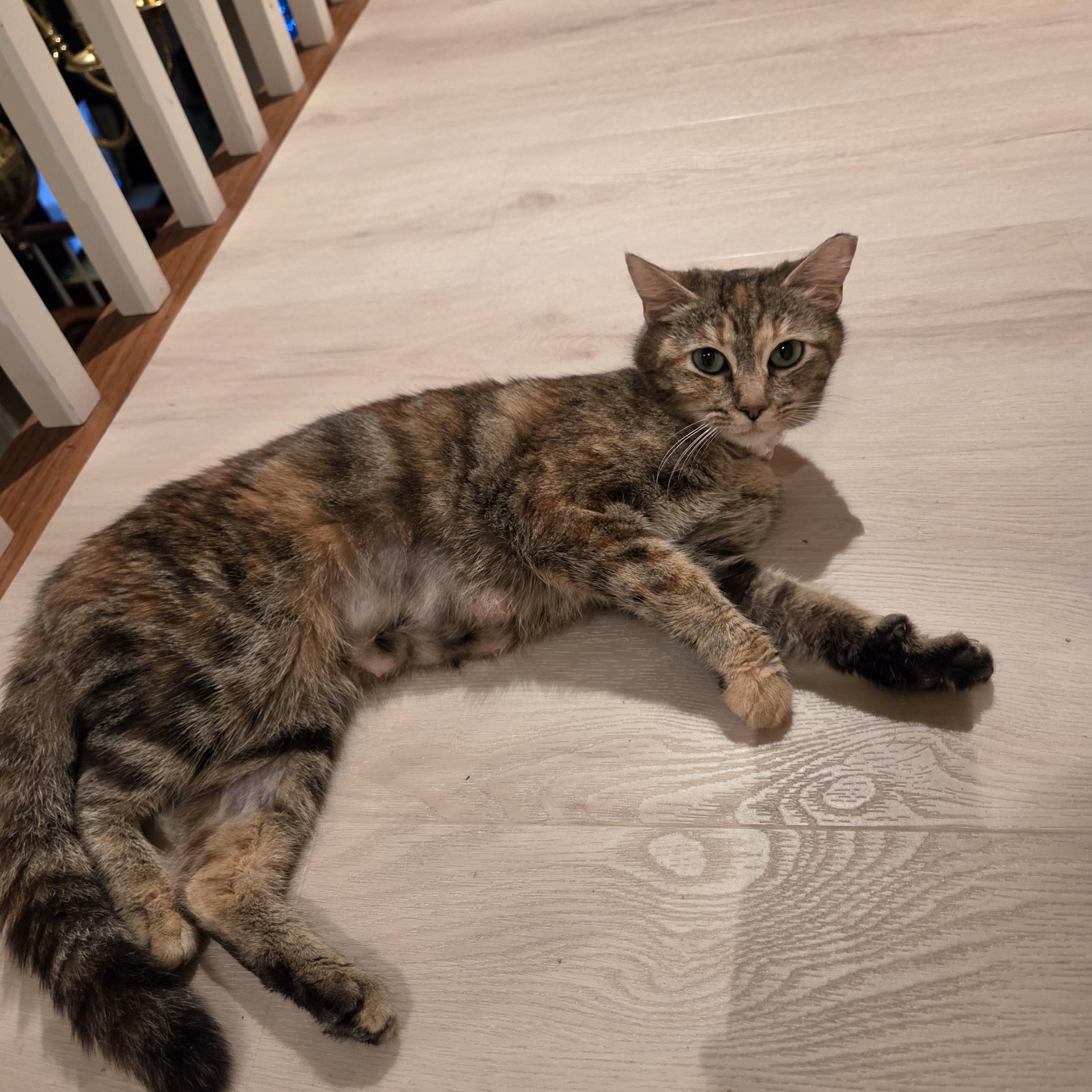Nebula, a ADOPTABLE Domestic Short Hair in Fort Oglethorpe, GA image 3/6