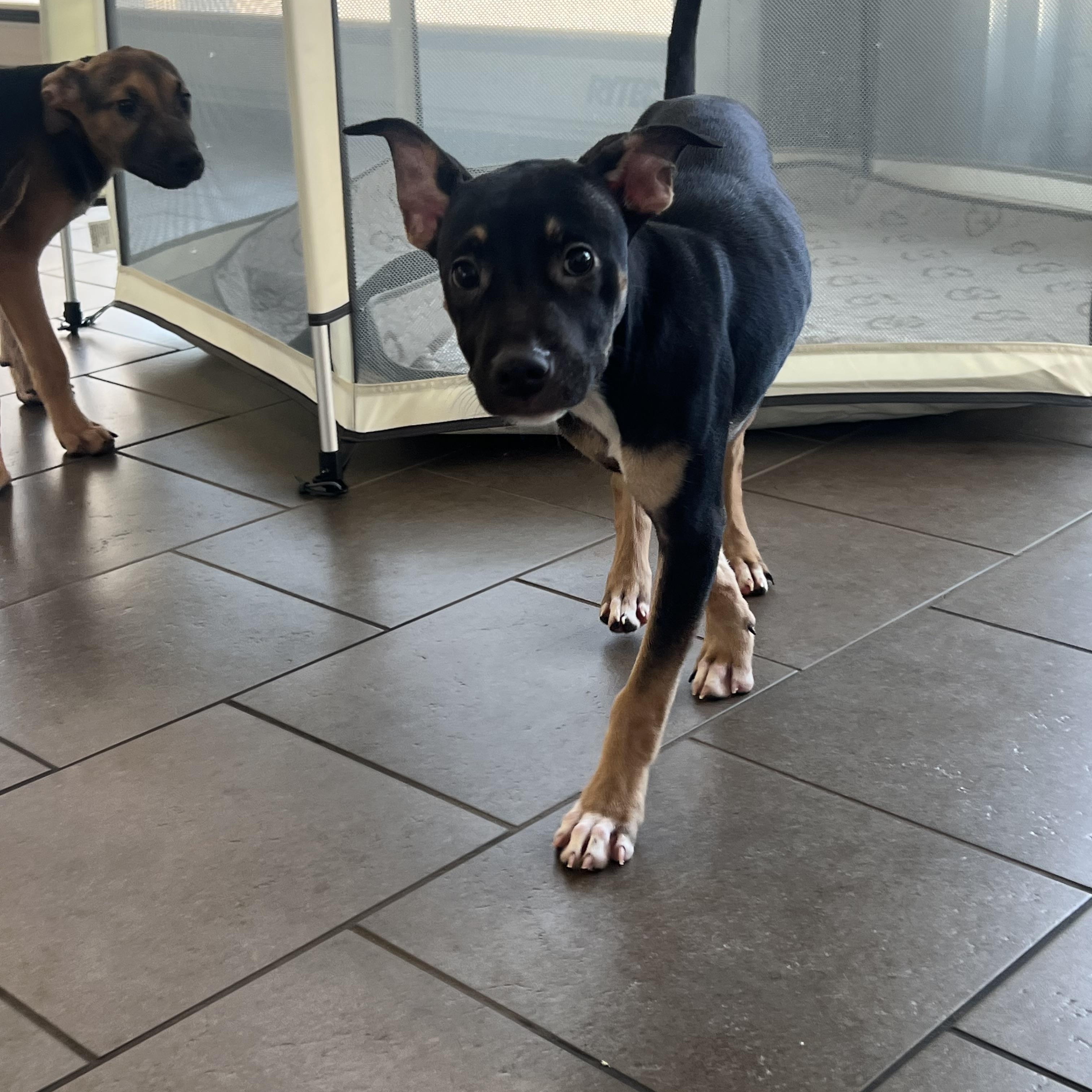 Enlarge Petal, a ADOPTABLE mixed breed in Davisburg, MI image 1/1