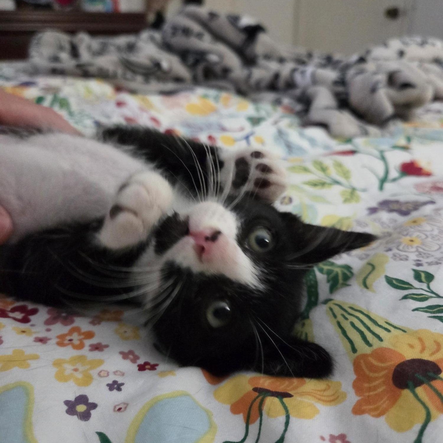 Emmett, Adoptable, Kitten Male American Shorthair.