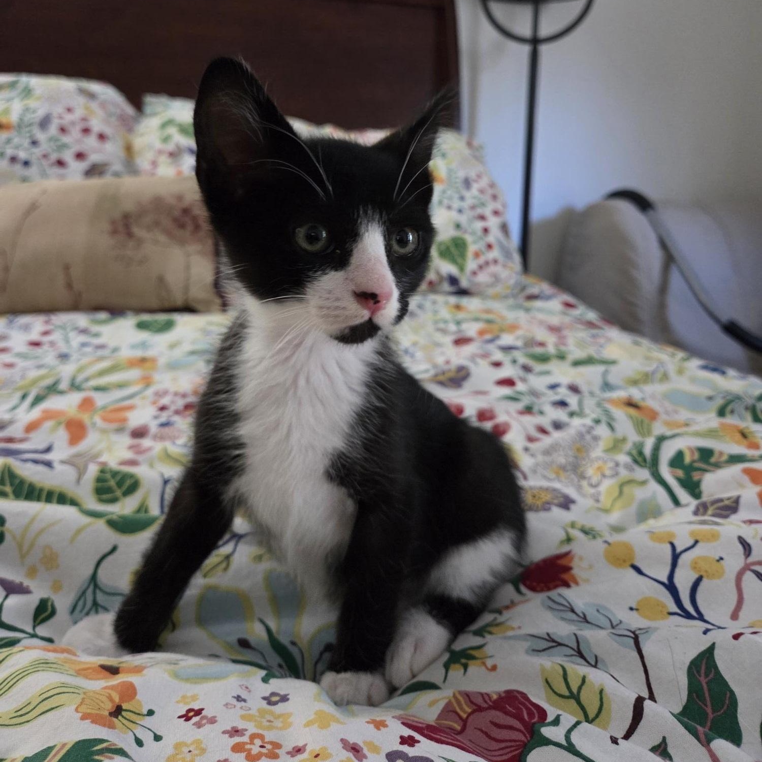 Emmett, a Adoptable American Shorthair in North Hollywood, CA image 2/3