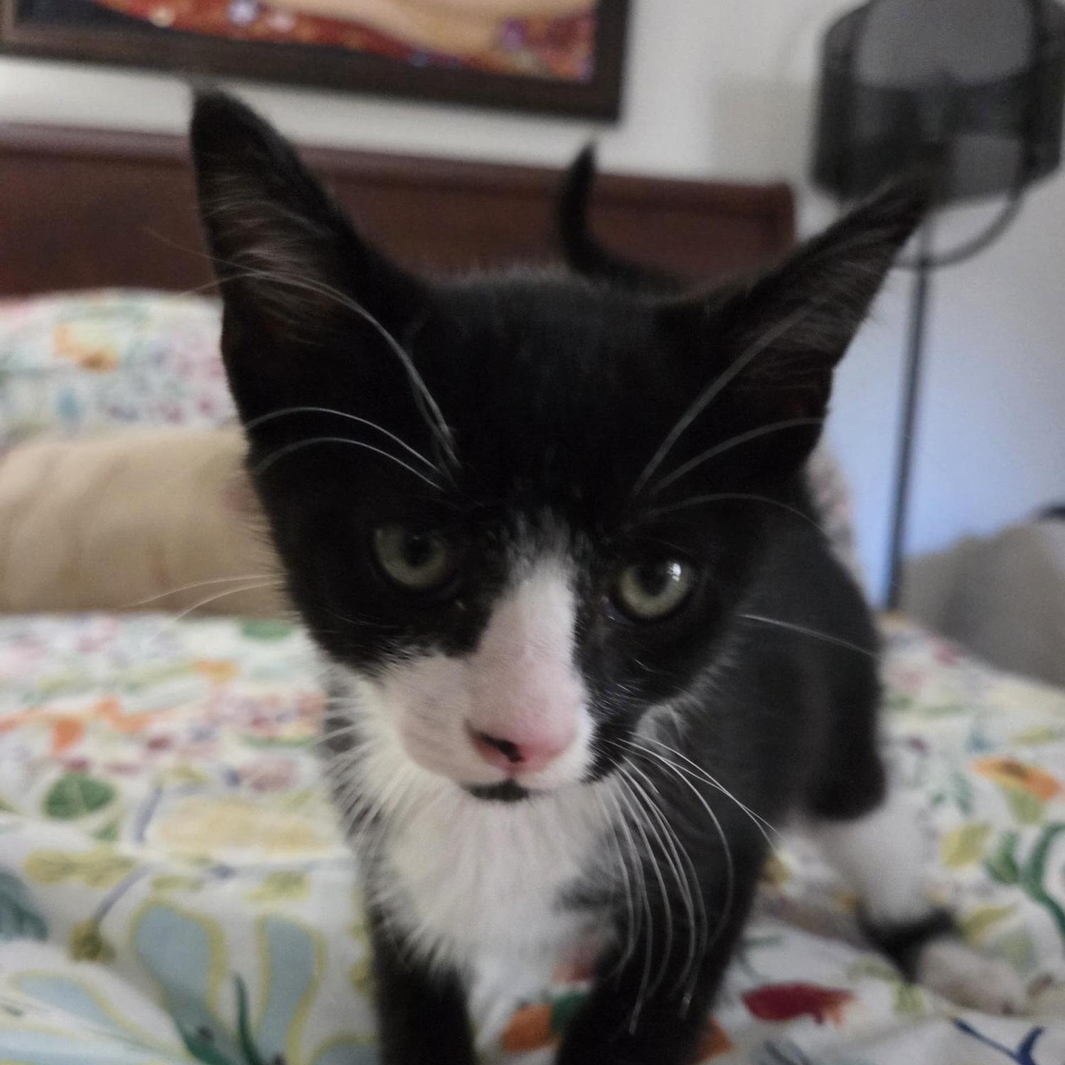 Emmett, a Adoptable American Shorthair in North Hollywood, CA image 3/3