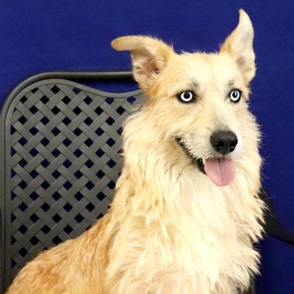 Melody, Adoptable, Adult Female Corgi & Terrier.