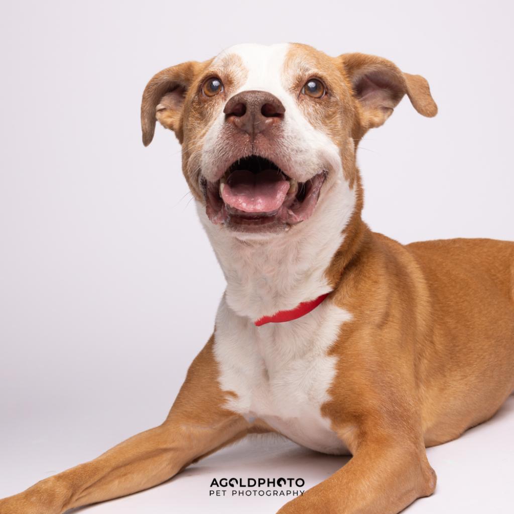 Sasha, Adoptable, Senior Female Terrier & Terrier.