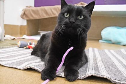 Willow, Adoptable, Senior Female Domestic Short Hair & Domestic Short Hair.