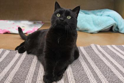 Enlarge Willow, a Adoptable mixed breed in Scotia, NY image 2/3