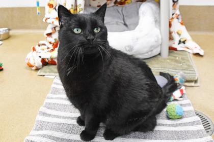 Enlarge Willow, a Adoptable mixed breed in Scotia, NY image 3/3