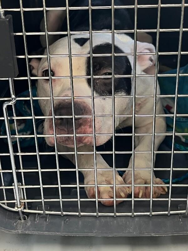 Journey, Adoptable, Adult Female Pit Bull Terrier.