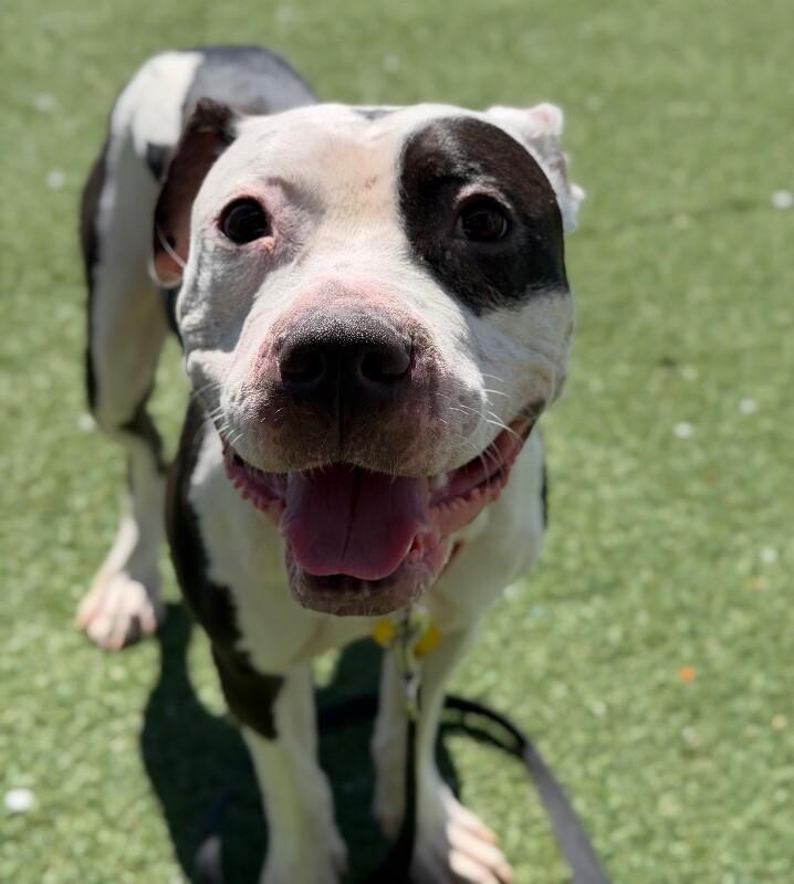 Enlarge Journey, a Adoptable Pit Bull Terrier in Fruit Heights, UT image 2/5