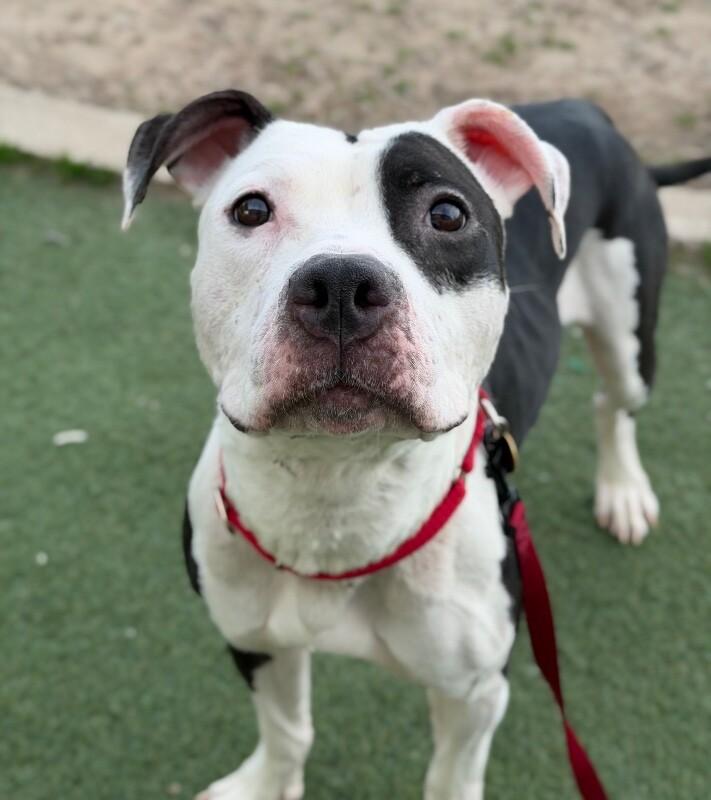 Enlarge Journey, a Adoptable Pit Bull Terrier in Fruit Heights, UT image 3/5