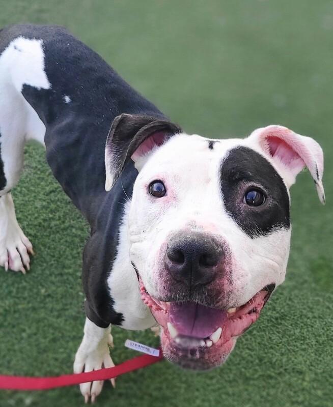 Enlarge Journey, a Adoptable Pit Bull Terrier in Fruit Heights, UT image 4/5