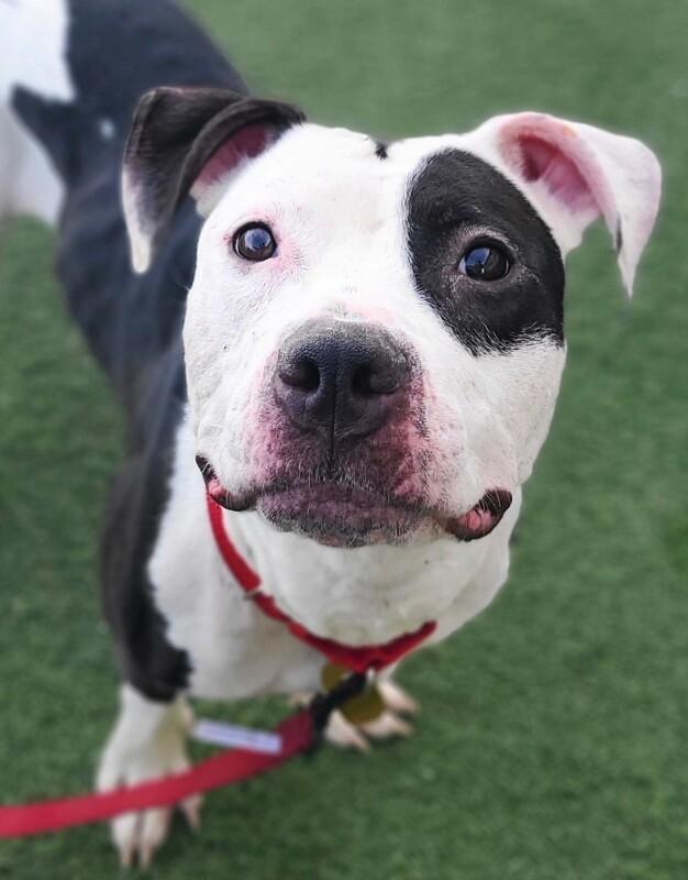 Enlarge Journey, a Adoptable Pit Bull Terrier in Fruit Heights, UT image 5/5