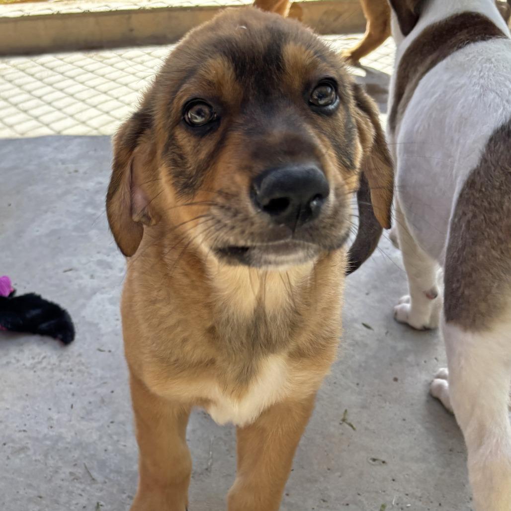 Enlarge Orange, a Adoptable Great Pyrenees in Ojai, CA image 3/3