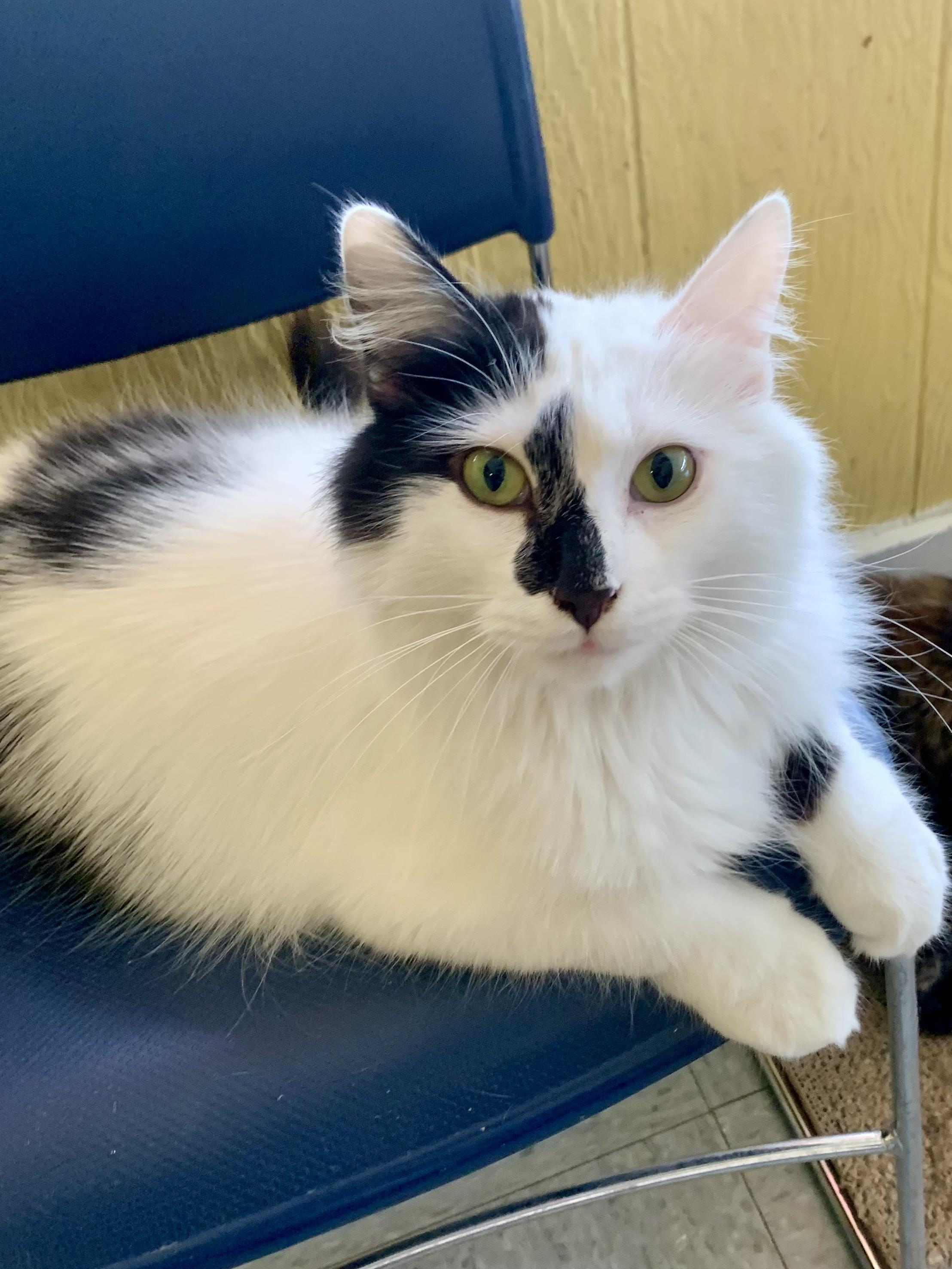 Enlarge Oreo, an adopted mixed breed in Madison Heights, MI image 1/2