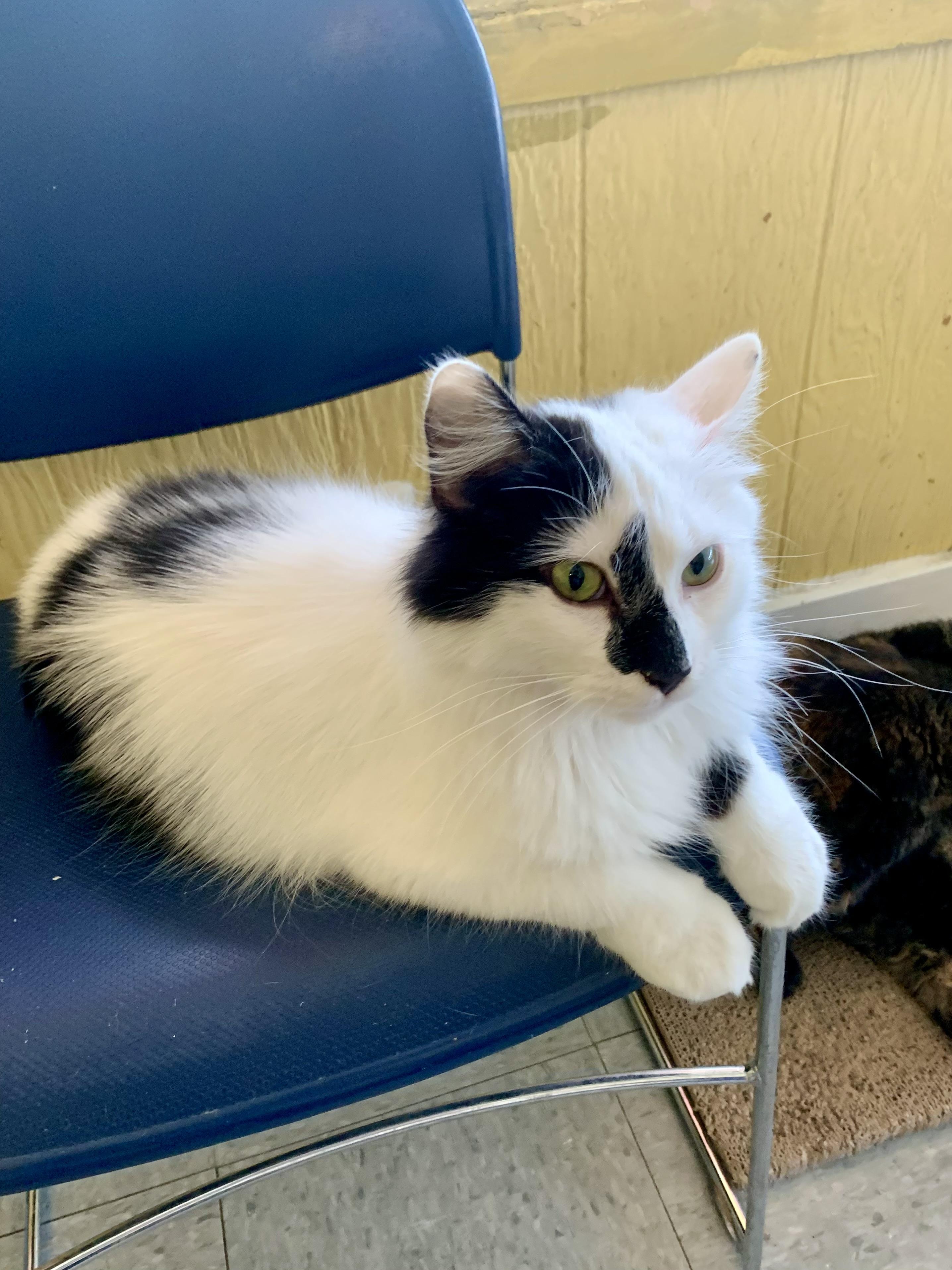 Enlarge Oreo, an adopted mixed breed in Madison Heights, MI image 2/2