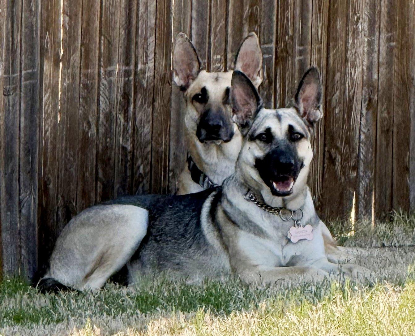 Shire & Devon, adoptable, Adult Female German Shepherd Dog.