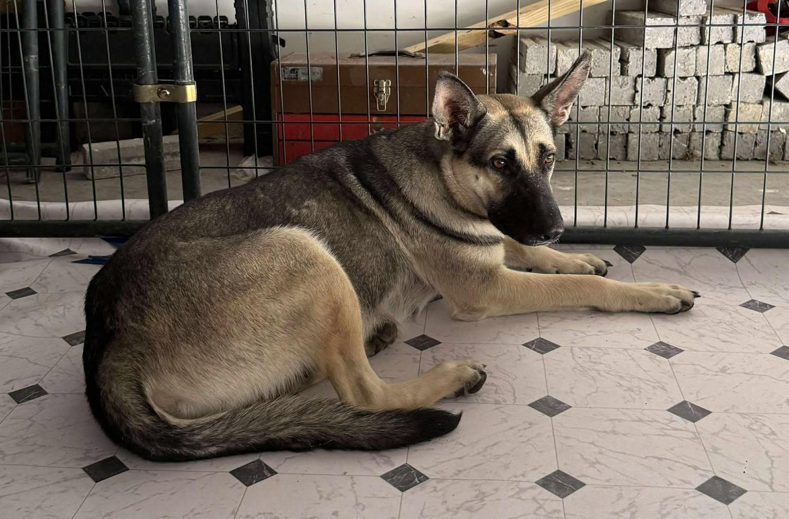 Enlarge Shire, a Adoptable German Shepherd Dog in Dallas, TX image 1/6