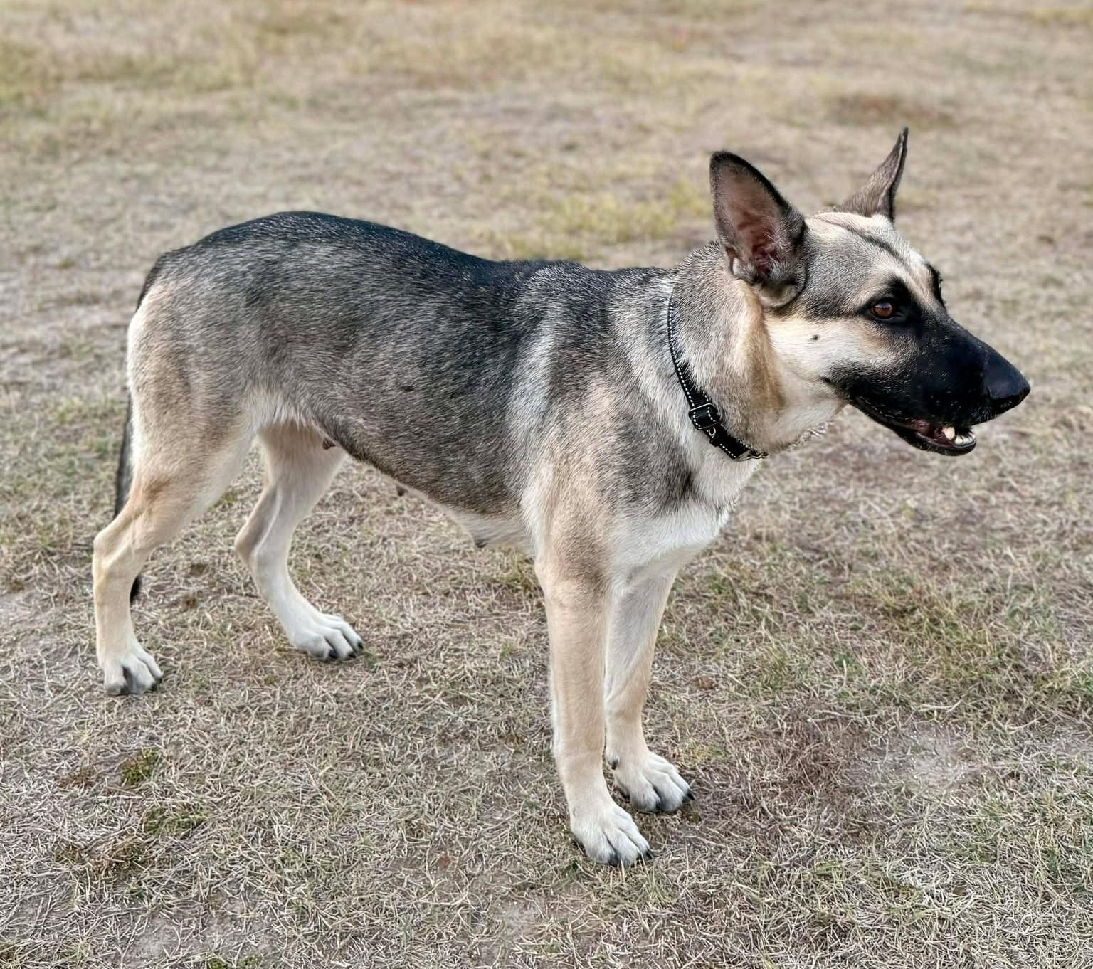 Enlarge Shire, a Adoptable German Shepherd Dog in Dallas, TX image 2/6