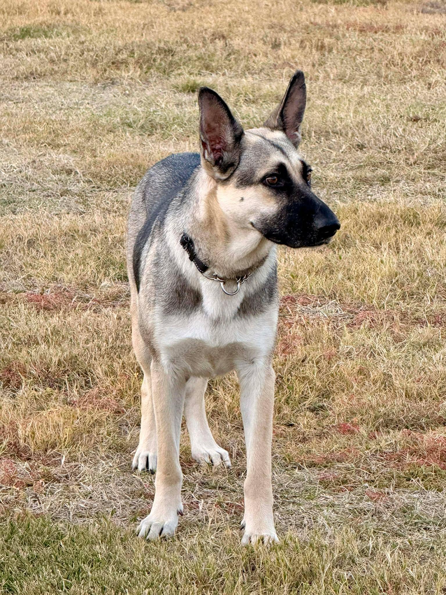 Enlarge Shire, a Adoptable German Shepherd Dog in Dallas, TX image 3/6