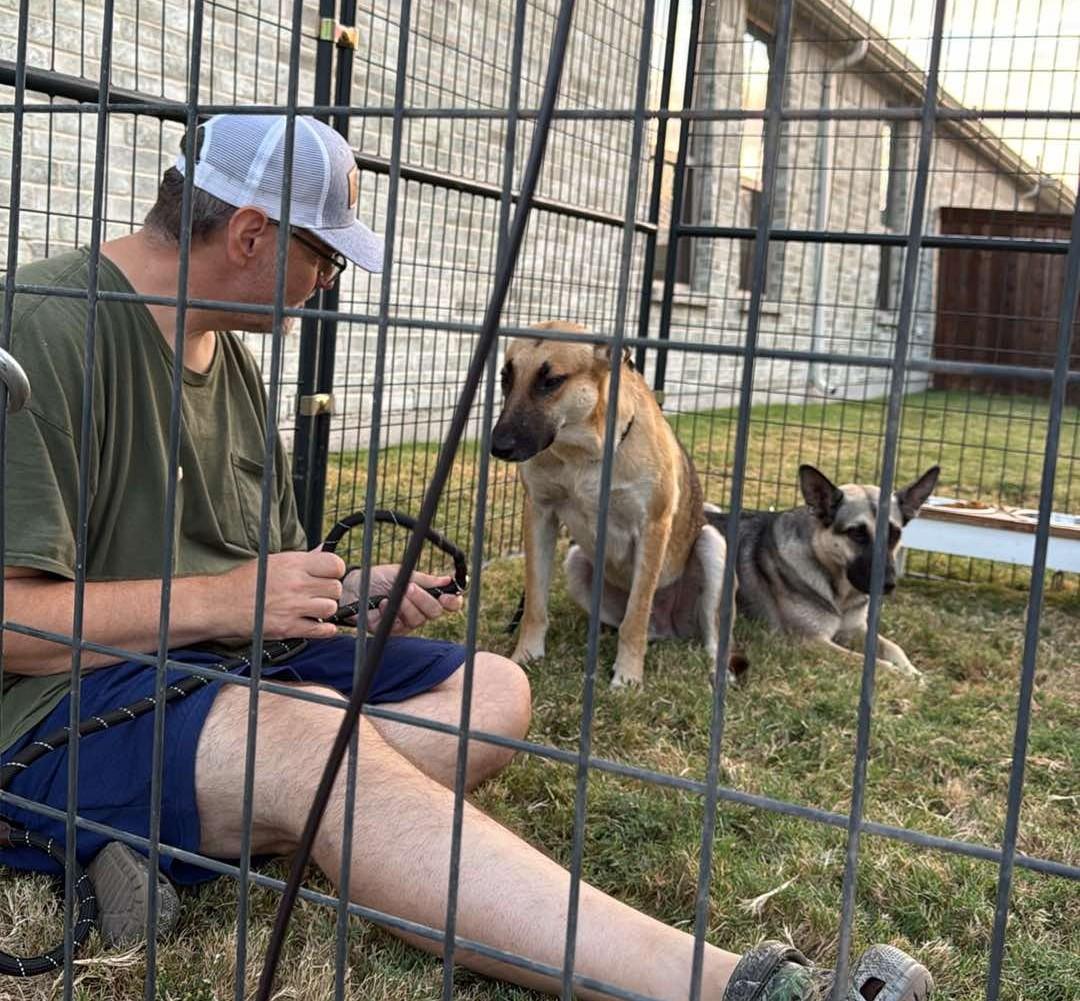 Enlarge Shire, a Adoptable German Shepherd Dog in Dallas, TX image 6/6