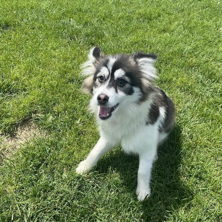 Mabel, Adoptable, Young Female Mixed Breed.