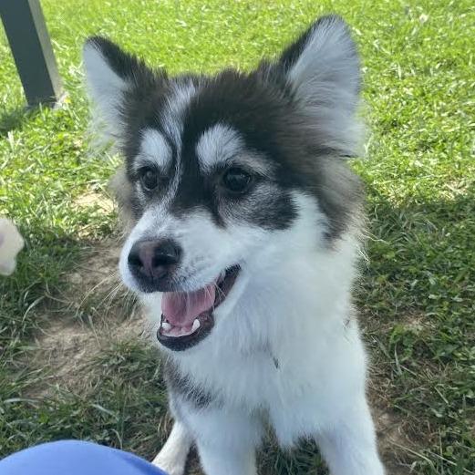 Enlarge Mabel, a Adoptable Mixed Breed in Fletcher, NC image 2/5