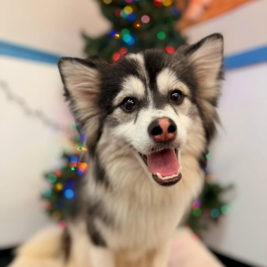 Enlarge Mabel, a Adoptable Mixed Breed in Fletcher, NC image 3/6