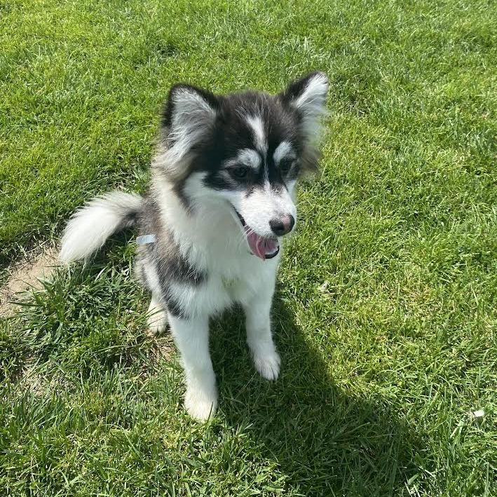 Enlarge Mabel, a Adoptable Mixed Breed in Fletcher, NC image 4/5