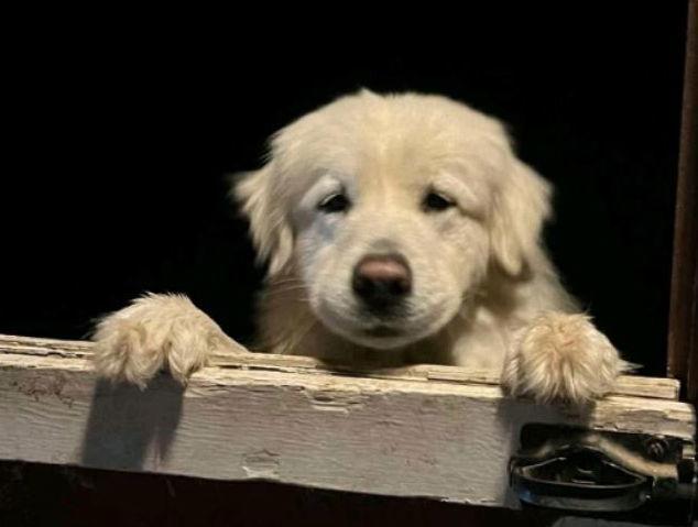 Enlarge Ozzy, a Adopted Great Pyrenees in Hamilton, MT image 1/2