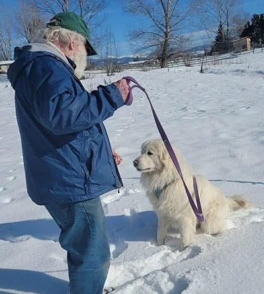 Enlarge Ozzy, a Adopted Great Pyrenees in Hamilton, MT image 2/2