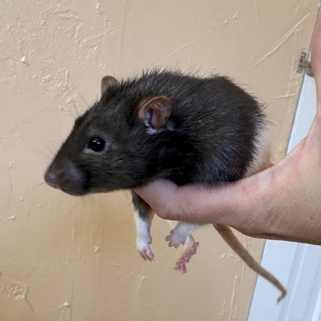 Pingora, Adoptable, Young Male Rat.