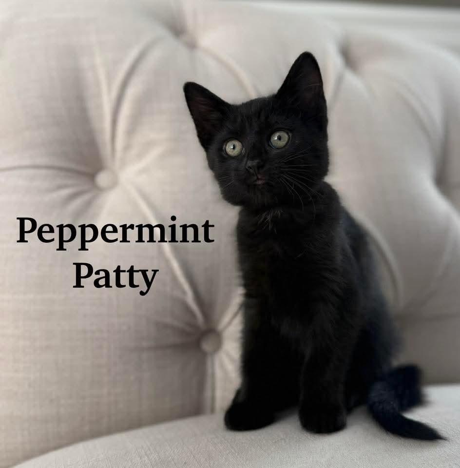 Enlarge  Marcie & Peppermint Patt & Linus, a ADOPTABLE Domestic Short Hair in Chicopee, MA image 3/3