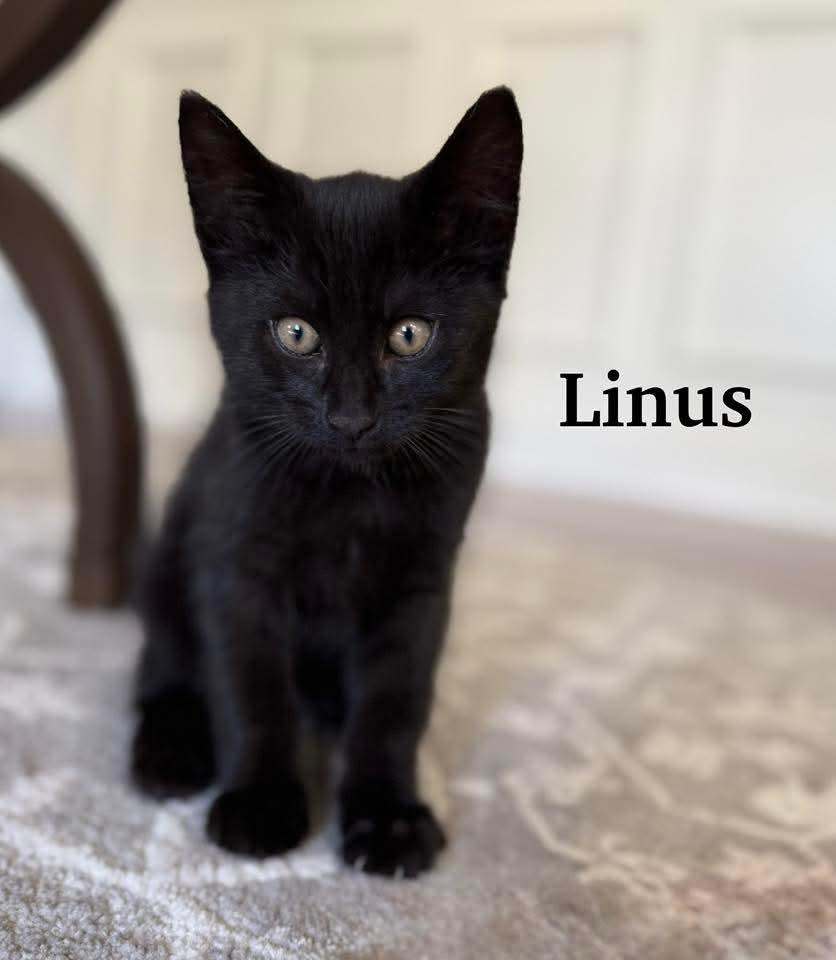 Enlarge  Marcie & Peppermint Patt & Linus, a ADOPTABLE Domestic Short Hair in Chicopee, MA image 1/3