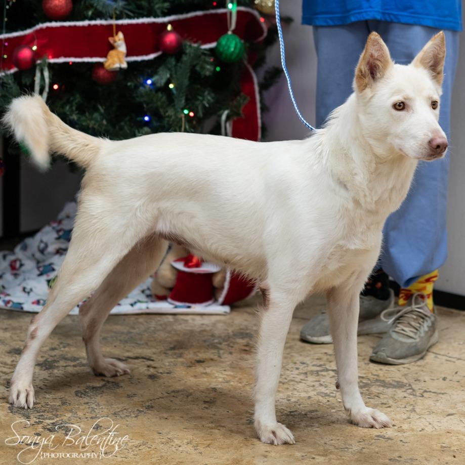 CLOVER-30056, a Adoptable mixed breed in Port Richey, FL image 2/4